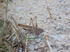 Platycleis intermedia