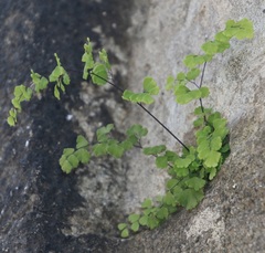 Adiantum capillus-veneris
