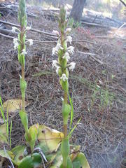 Satyrium candidum