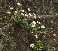 Erigeron karvinskianus