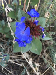 Ceratostigma plumbaginoides