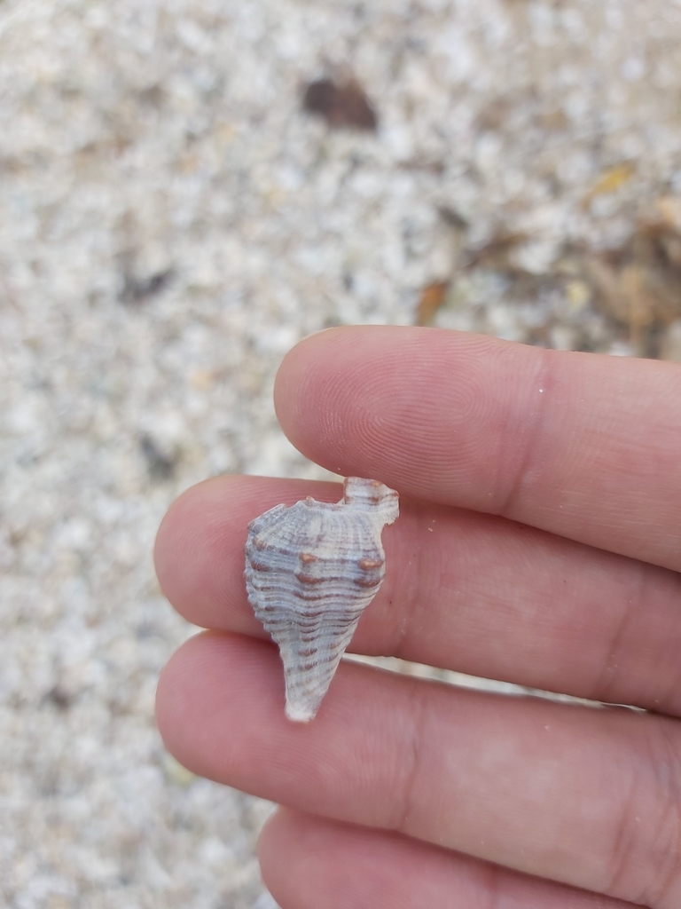 Lataxiena blosvillei