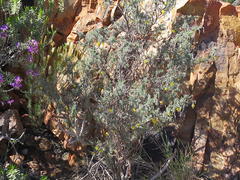 Lotononis dahlgrenii