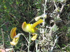 Lotononis dahlgrenii