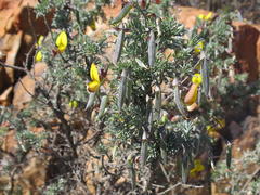 Lotononis dahlgrenii