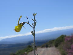 Lotononis dahlgrenii