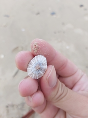 Siphonaria laciniosa