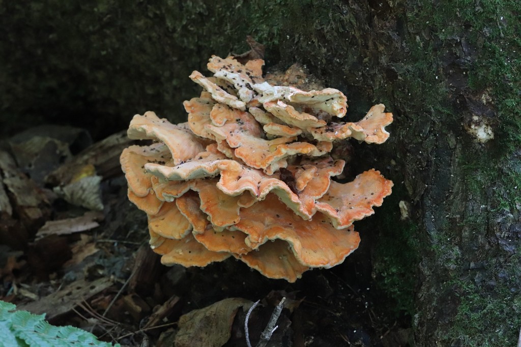 Laetiporus montanus · September 2021 · photo: © ninacourlee (iNaturalist, cc-by)