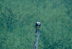 Image of Falco femoralis