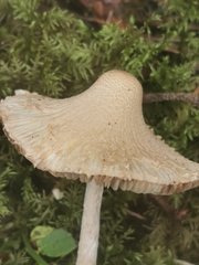 Cystolepiota seminuda
