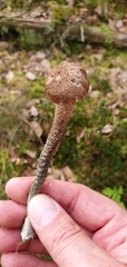 Inocybe hystrix