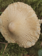 Cystolepiota seminuda