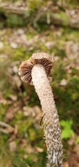 Inocybe hystrix