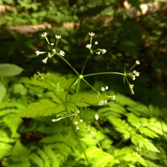 Osmorhiza aristata