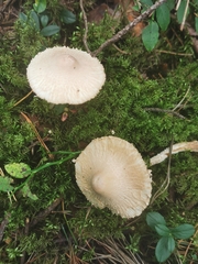 Cystolepiota seminuda