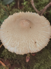 Cystolepiota seminuda