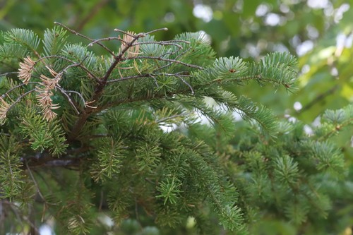 Hinggan fir (Abies nephrolepis)