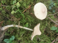 Cystolepiota seminuda