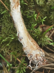 Cystolepiota seminuda