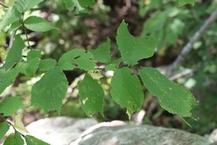 Ulmus laciniata