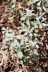 Artemisia lagocephala