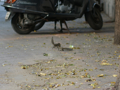 Funambulus pennantii