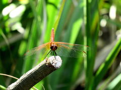 Trithemis pluvialis