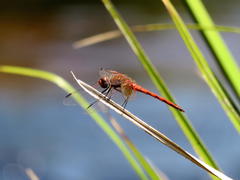 Trithemis pluvialis