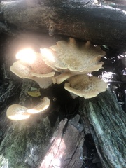 Cerioporus squamosus