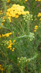 Nidorella