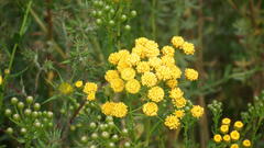 Nidorella