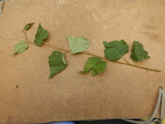 Betula platyphylla