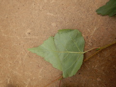 Betula platyphylla