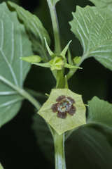 Physalis cordata