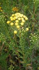 Nidorella
