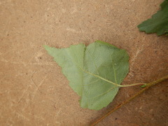 Betula platyphylla