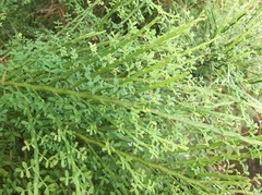 Carmichaelia odorata