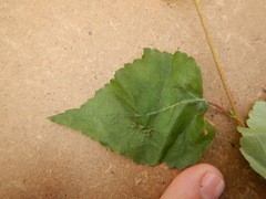 Betula platyphylla