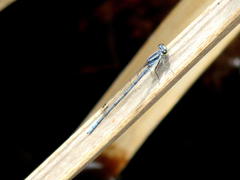 Pseudagrion furcigerum