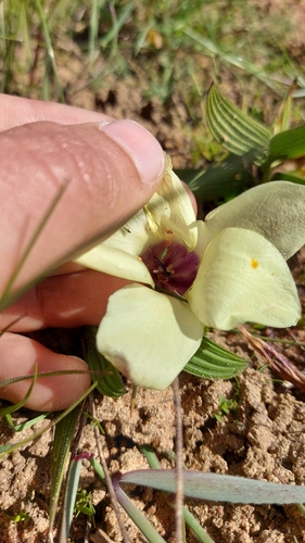 Image of Babiana pygmaea by (c) Jacques van der Merwe, some rights reserved (CC BY-SA)