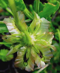 Osteospermum sinuatum sinuatum