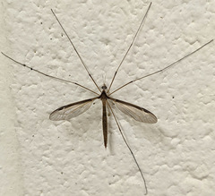 Tipula sayi