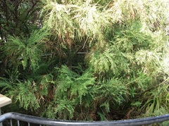 Carmichaelia odorata