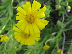 Osteospermum sinuatum sinuatum