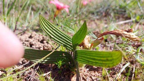 Image of Babiana pygmaea by (c) Jacques van der Merwe, some rights reserved (CC BY-SA)