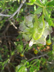 Osteospermum sinuatum sinuatum
