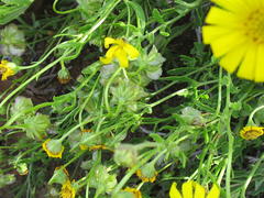 Osteospermum sinuatum sinuatum