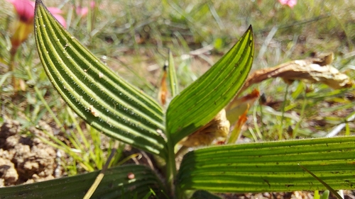 Babiana pygmaea
