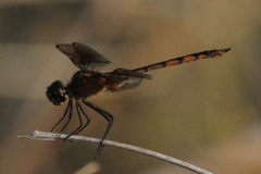 Brachymesia