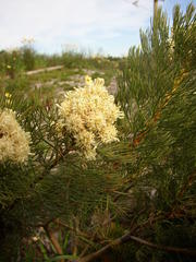 Serruria glomerata